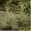 SMAILIAŽIEDIS LENDRŪNAS (CALAMAGROSTIS X ACUTIFLORA) 'OVERDAM' SMAILIAŽIEDIS LENDRŪNAS (CALAMAGROSTIS X ACUTIFLORA) 'OVERDAM'
