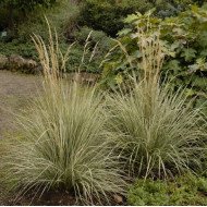 SMAILIAŽIEDIS LENDRŪNAS (CALAMAGROSTIS X ACUTIFLORA) 'OVERDAM'