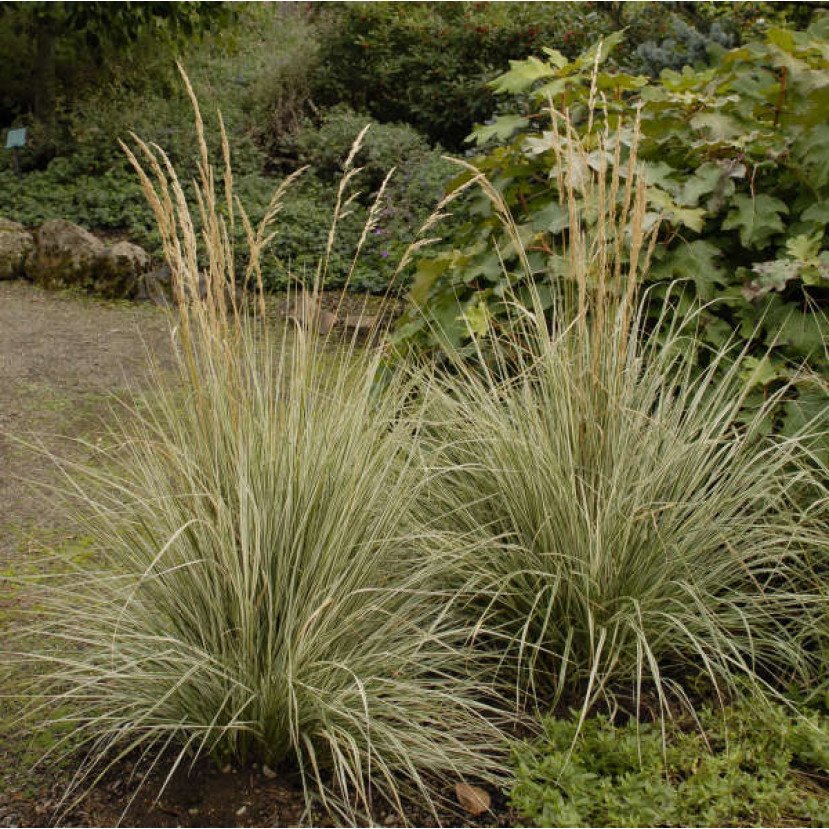 SMAILIAŽIEDIS LENDRŪNAS (CALAMAGROSTIS X ACUTIFLORA) 'OVERDAM' SMAILIAŽIEDIS LENDRŪNAS (CALAMAGROSTIS X ACUTIFLORA) 'OVERDAM'