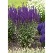 GOJINIS ŠALAVIJAS (SALVIA NEMOROSA) 'CARADONNA'