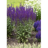 GOJINIS ŠALAVIJAS (SALVIA NEMOROSA) 'CARADONNA' GOJINIS ŠALAVIJAS (SALVIA NEMOROSA) 'CARADONNA'
