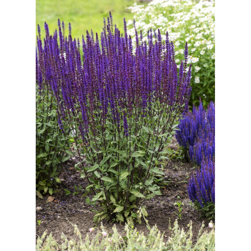 GOJINIS ŠALAVIJAS (SALVIA NEMOROSA) 'CARADONNA'