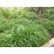 VIKSVA ANKSTYVOJI (CAREX CARYOPHYLLEA) 'THE BEATLES' VIKSVA ANKSTYVOJI (CAREX CARYOPHYLLEA) 'THE BEATLES'