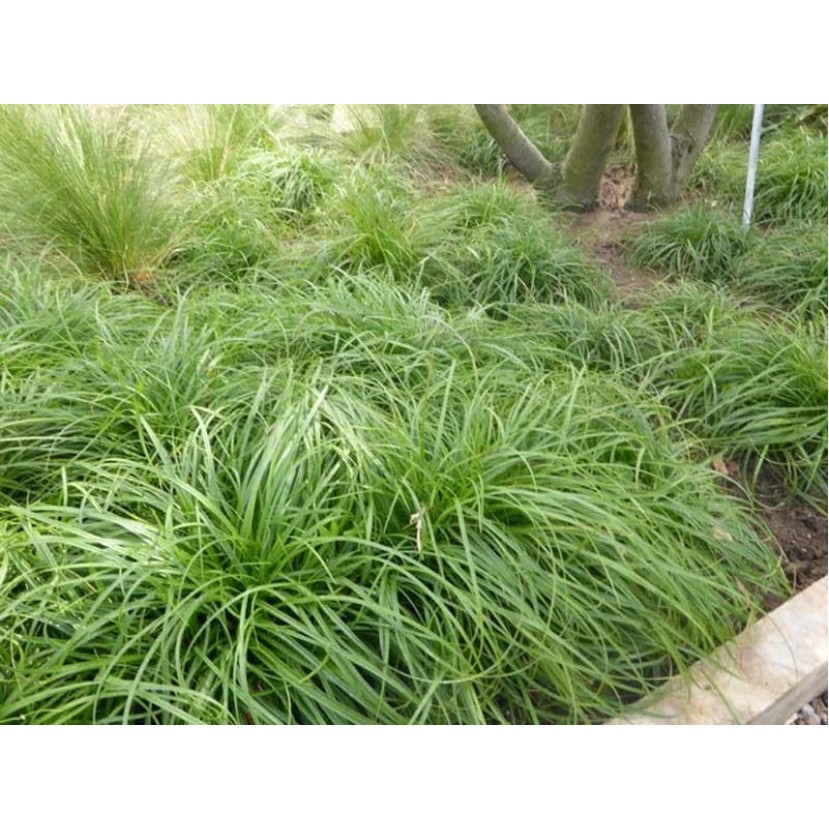 VIKSVA ANKSTYVOJI (CAREX CARYOPHYLLEA) 'THE BEATLES' VIKSVA ANKSTYVOJI (CAREX CARYOPHYLLEA) 'THE BEATLES'