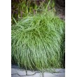 VIKSVA ANKSTYVOJI (CAREX CARYOPHYLLEA) 'THE BEATLES' VIKSVA ANKSTYVOJI (CAREX CARYOPHYLLEA) 'THE BEATLES'