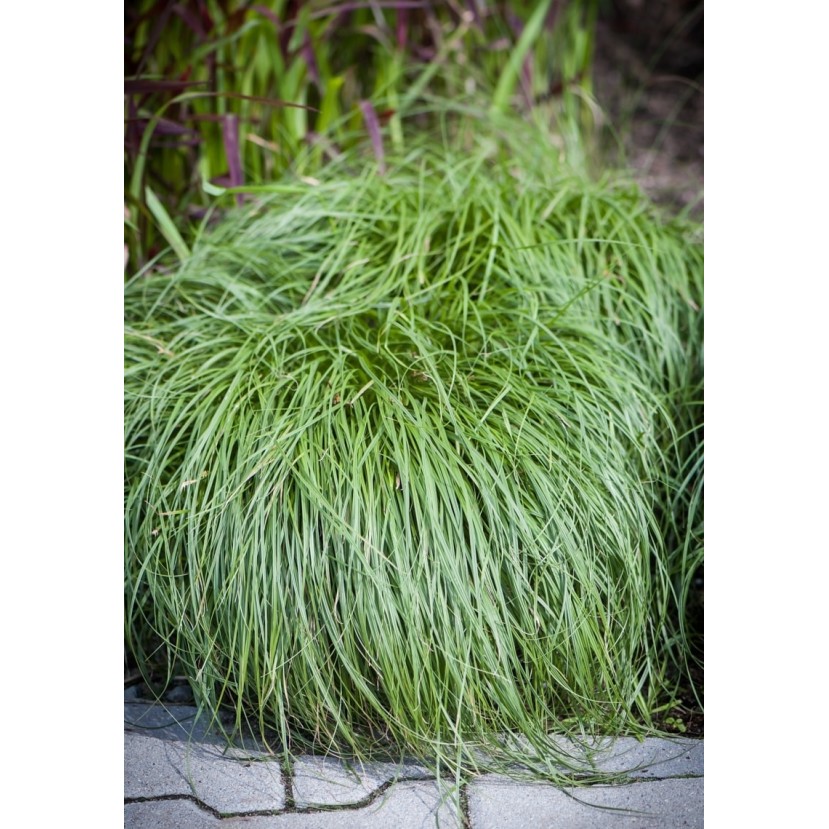 VIKSVA ANKSTYVOJI (CAREX CARYOPHYLLEA) 'THE BEATLES' VIKSVA ANKSTYVOJI (CAREX CARYOPHYLLEA) 'THE BEATLES'