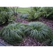 VIKSVA ANKSTYVOJI (CAREX CARYOPHYLLEA) 'THE BEATLES' VIKSVA ANKSTYVOJI (CAREX CARYOPHYLLEA) 'THE BEATLES'