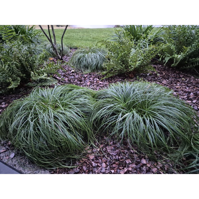 VIKSVA ANKSTYVOJI (CAREX CARYOPHYLLEA) 'THE BEATLES' VIKSVA ANKSTYVOJI (CAREX CARYOPHYLLEA) 'THE BEATLES'