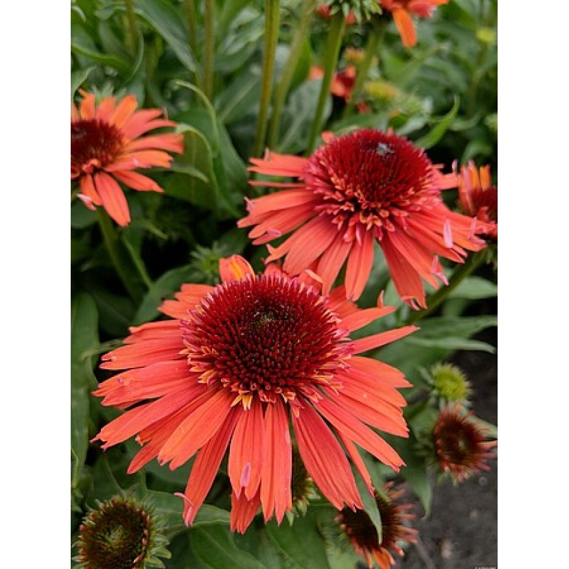 EŽIUOLĖ (ECHINACEA HYBRIDA) 'CARROT CAKE' EŽIUOLĖ (ECHINACEA HYBRIDA) 'CARROT CAKE'