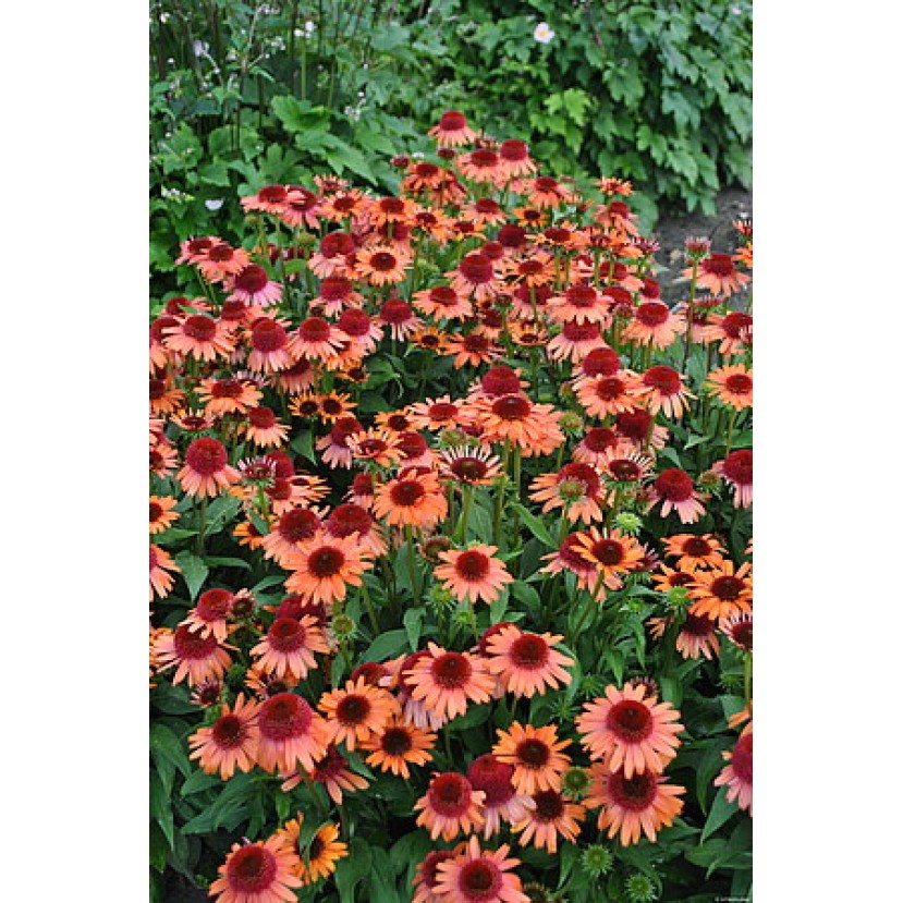 EŽIUOLĖ (ECHINACEA HYBRIDA) 'CARROT CAKE' EŽIUOLĖ (ECHINACEA HYBRIDA) 'CARROT CAKE'