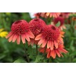 EŽIUOLĖ (ECHINACEA HYBRIDA) 'CARROT CAKE' EŽIUOLĖ (ECHINACEA HYBRIDA) 'CARROT CAKE'