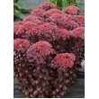ŠILOKAS (SEDUM TELEPHIUM) 'DARK MAGIC' ŠILOKAS (SEDUM TELEPHIUM) 'DARK MAGIC'