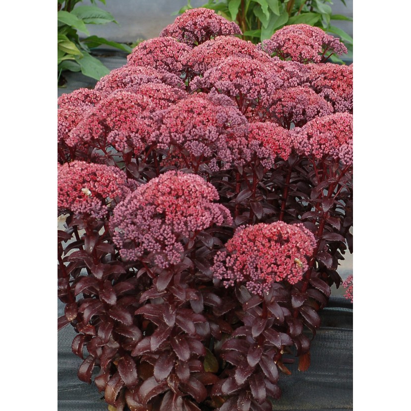 ŠILOKAS (SEDUM TELEPHIUM) 'DARK MAGIC' ŠILOKAS (SEDUM TELEPHIUM) 'DARK MAGIC'
