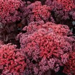ŠILOKAS (SEDUM TELEPHIUM) 'DARK MAGIC' ŠILOKAS (SEDUM TELEPHIUM) 'DARK MAGIC'