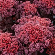 ŠILOKAS (SEDUM TELEPHIUM) 'DARK MAGIC'
