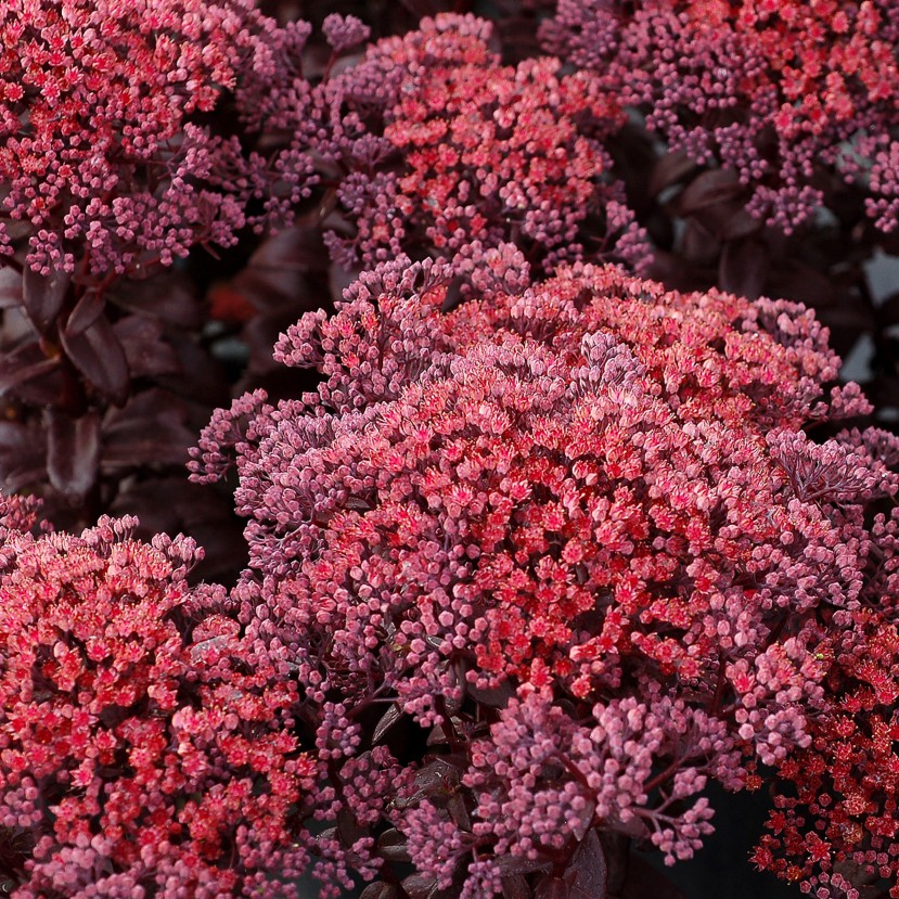 ŠILOKAS (SEDUM TELEPHIUM) 'DARK MAGIC' ŠILOKAS (SEDUM TELEPHIUM) 'DARK MAGIC'