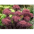 ŠILOKAS (SEDUM TELEPHIUM) 'DARK MAGIC' ŠILOKAS (SEDUM TELEPHIUM) 'DARK MAGIC'