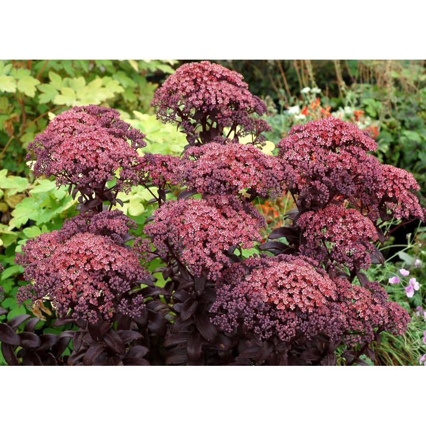 ŠILOKAS (SEDUM TELEPHIUM) 'DARK MAGIC' ŠILOKAS (SEDUM TELEPHIUM) 'DARK MAGIC'