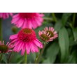EŽIUOLĖ (ECHINACEA HYBRIDA) 'DELICIOUS CANDY' EŽIUOLĖ (ECHINACEA HYBRIDA) 'DELICIOUS CANDY'