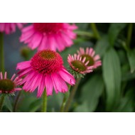 EŽIUOLĖ (ECHINACEA HYBRIDA) 'DELICIOUS CANDY'