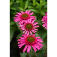 EŽIUOLĖ (ECHINACEA HYBRIDA) 'DELICIOUS CANDY' EŽIUOLĖ (ECHINACEA HYBRIDA) 'DELICIOUS CANDY'