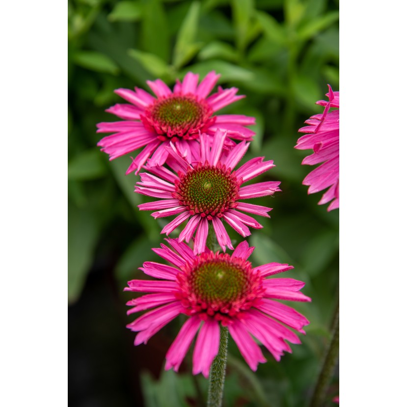 EŽIUOLĖ (ECHINACEA HYBRIDA) 'DELICIOUS CANDY' EŽIUOLĖ (ECHINACEA HYBRIDA) 'DELICIOUS CANDY'