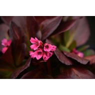 BERGENIJA (BERGENIA HYBRIDA) 'Early Brilliance Magenta'
