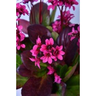 BERGENIJA (BERGENIA HYBRIDA) 'Early Brilliance Magenta'