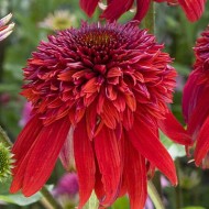 EŽIUOLĖ (ECHINACEA HYBRIDA) 'ECCENTRIC' EŽIUOLĖ (ECHINACEA HYBRIDA) 'ECCENTRIC'