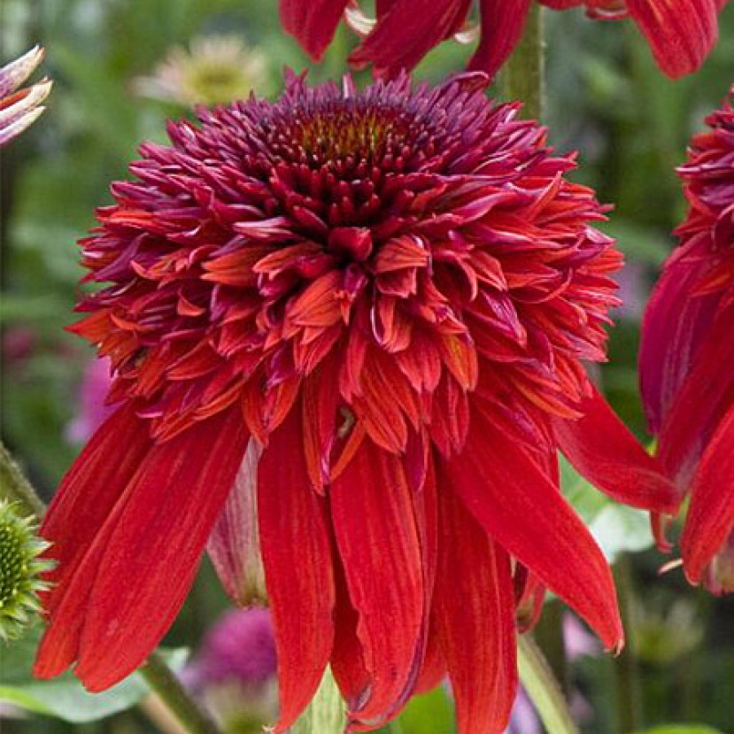 EŽIUOLĖ (ECHINACEA HYBRIDA) 'ECCENTRIC' EŽIUOLĖ (ECHINACEA HYBRIDA) 'ECCENTRIC'