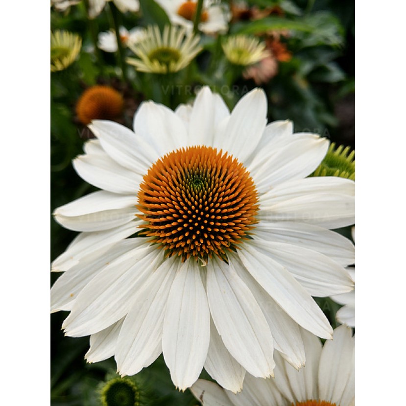 EŽIUOLĖ (ECHINACEA HYBRIDA) 'INNOCENT MEADOW MAMA' EŽIUOLĖ (ECHINACEA HYBRIDA) 'INNOCENT MEADOW MAMA'