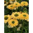 EŽIUOLĖ (ECHINACEA PURPUREA) 'SUNSEEKERS LIMONCELLO'