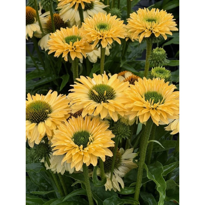 EŽIUOLĖ (ECHINACEA PURPUREA) 'SUNSEEKERS LIMONCELLO'