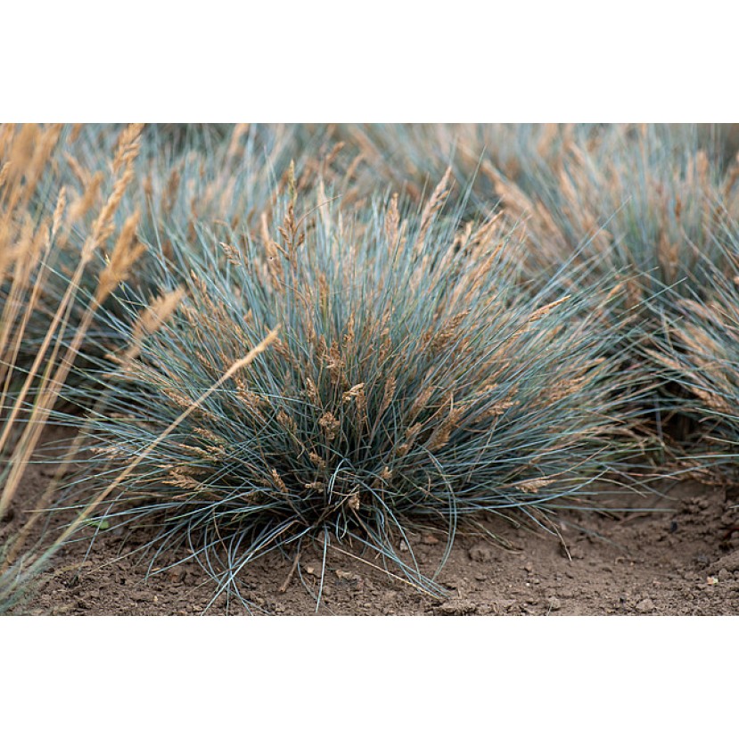 ERAIČINAS MELSVASIS (FESTUCA GLAUCA) 'ELIJAH BLUE' ERAIČINAS MELSVASIS (FESTUCA GLAUCA) 'ELIJAH BLUE'