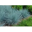 ERAIČINAS MELSVASIS (FESTUCA GLAUCA) 'ELIJAH BLUE' ERAIČINAS MELSVASIS (FESTUCA GLAUCA) 'ELIJAH BLUE'