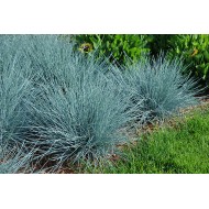 ERAIČINAS MELSVASIS (FESTUCA GLAUCA) 'ELIJAH BLUE'