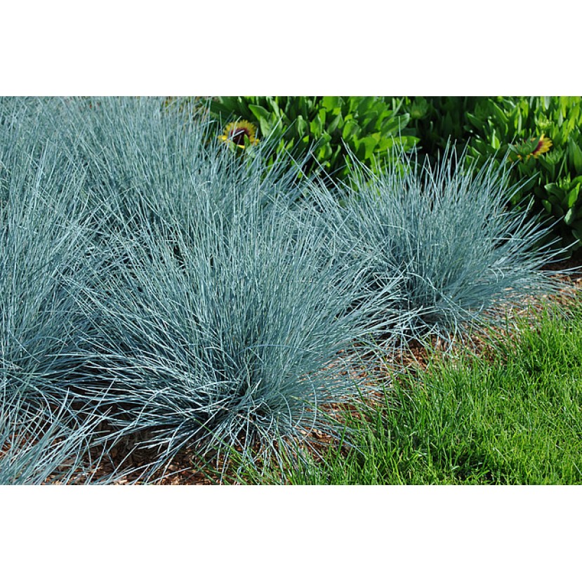ERAIČINAS MELSVASIS (FESTUCA GLAUCA) 'ELIJAH BLUE' ERAIČINAS MELSVASIS (FESTUCA GLAUCA) 'ELIJAH BLUE'
