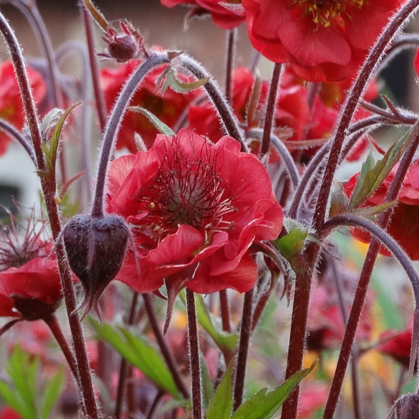 ŽIOGNAGĖ (GEUM) 'FLAMES OF PASSION' ŽIOGNAGĖ (GEUM) 'FLAMES OF PASSION'