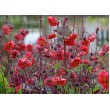 ŽIOGNAGĖ (GEUM) 'FLAMES OF PASSION' ŽIOGNAGĖ (GEUM) 'FLAMES OF PASSION'