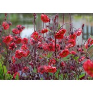 ŽIOGNAGĖ (GEUM) 'FLAMES OF PASSION' ŽIOGNAGĖ (GEUM) 'FLAMES OF PASSION'