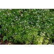 KVAPUSIS LIPIKAS (GALIUM ODORATUM) KVAPUSIS LIPIKAS (GALIUM ODORATUM)