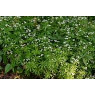 KVAPUSIS LIPIKAS (GALIUM ODORATUM)