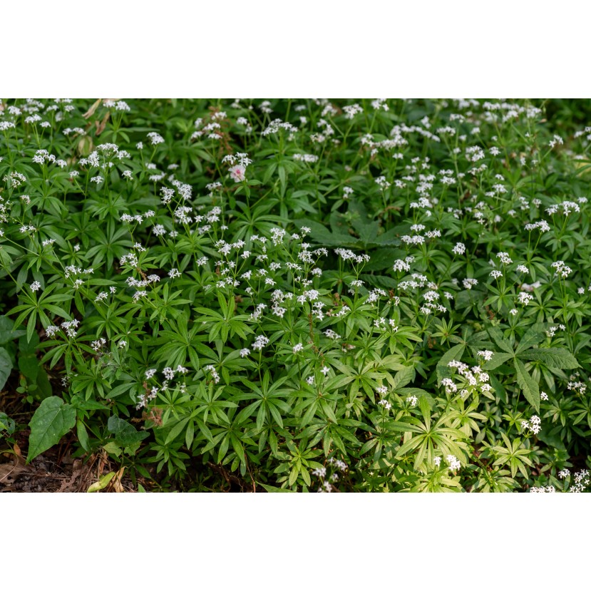 KVAPUSIS LIPIKAS (GALIUM ODORATUM) KVAPUSIS LIPIKAS (GALIUM ODORATUM)