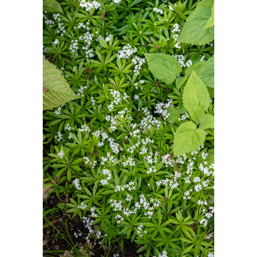 KVAPUSIS LIPIKAS (GALIUM ODORATUM) KVAPUSIS LIPIKAS (GALIUM ODORATUM)
