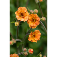 ŽIOGNAGĖ (GEUM) 'MANGO LASSI' ŽIOGNAGĖ (GEUM) 'MANGO LASSI'