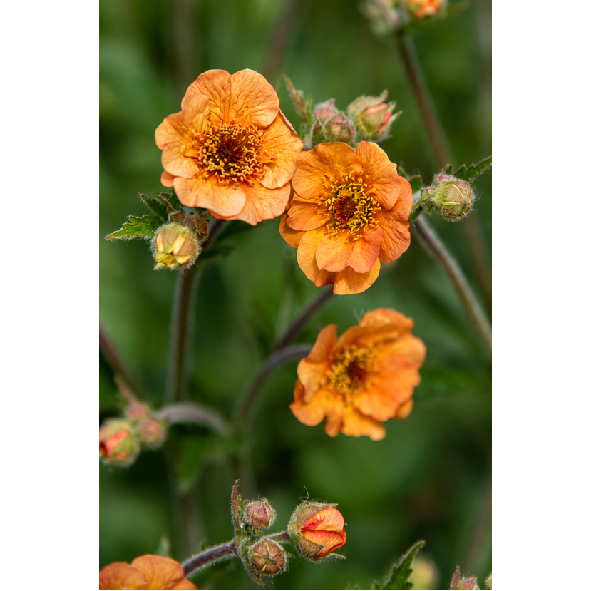 ŽIOGNAGĖ (GEUM) 'MANGO LASSI' ŽIOGNAGĖ (GEUM) 'MANGO LASSI'