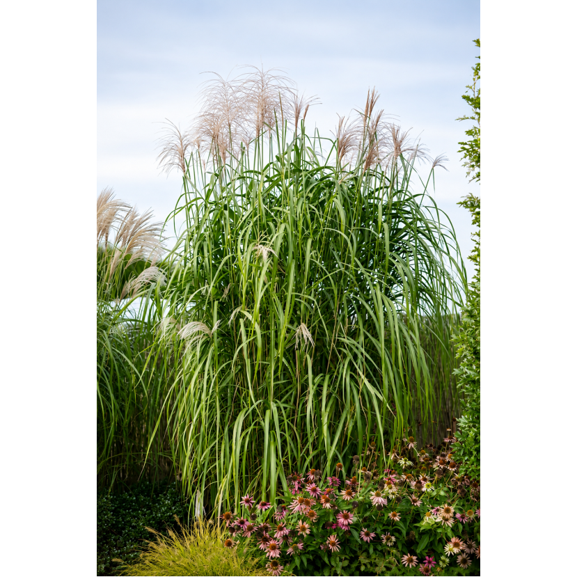 MISKANTAS (MISCANTHUS GIGANTEUS) 'MEIDL' MISKANTAS (MISCANTHUS GIGANTEUS) 'MEIDL'