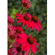 EŽIUOLĖ (ECHINACEA HYBRIDA) 'GLOWING DREAM'