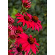 EŽIUOLĖ (ECHINACEA HYBRIDA) 'GLOWING DREAM' EŽIUOLĖ (ECHINACEA HYBRIDA) 'GLOWING DREAM'