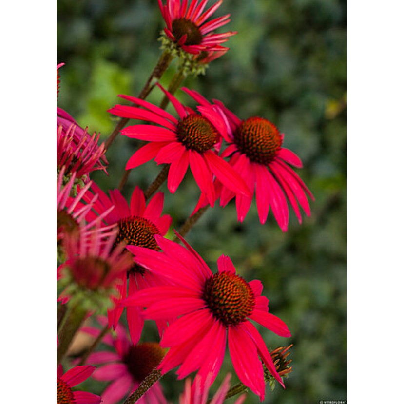 EŽIUOLĖ (ECHINACEA HYBRIDA) 'GLOWING DREAM'